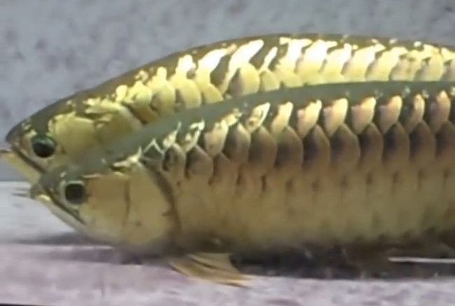 金龍魚魚鱗潰爛用點(diǎn)什么藥：金龍魚魚鱗潰爛怎么辦