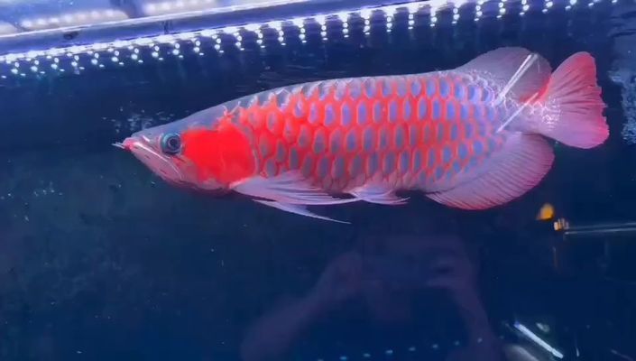 龍魚大湖魚都是下掛嗎還是上掛（如何辨別優(yōu)質(zhì)大湖龍魚）