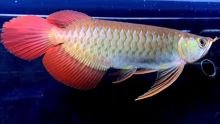 龍魚大湖魚都是下掛嗎還是上掛（如何辨別優(yōu)質(zhì)大湖龍魚）