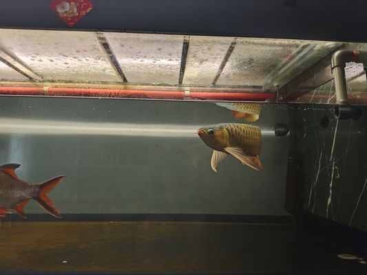 龍魚大湖魚都是下掛嗎還是上掛（如何辨別優(yōu)質(zhì)大湖龍魚）