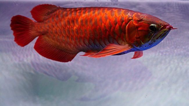 能否推薦一些金龍魚圖片資源網(wǎng)站？
