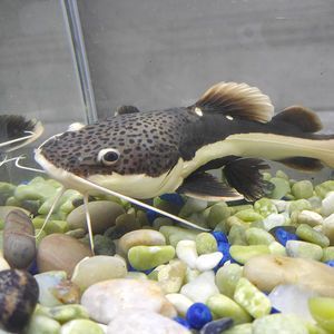 狗頭和龍魚能混養嗎：狗頭魚和龍魚是否能混養取決于多種因素