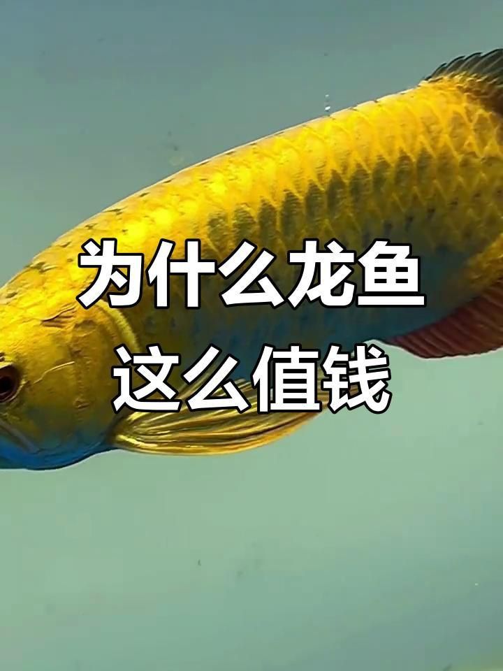 龍魚的市場趨勢如何？