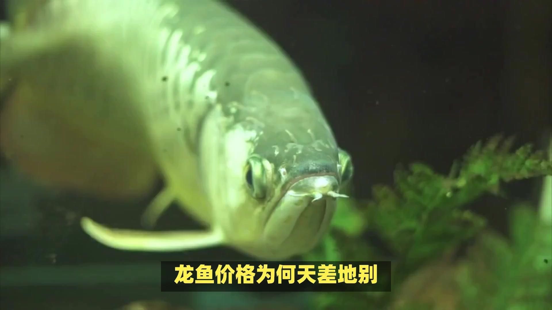 龍魚的市場趨勢如何？