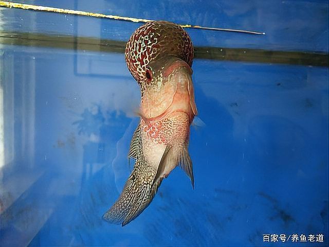 土霉素藥浴后需要換水嗎？