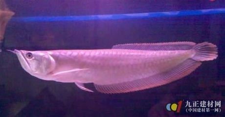 50厘米銀龍魚一天喂多少（50厘米的銀龍魚可以每天喂一次或2天喂一次或2天喂一次）