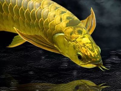 龍魚救主的故事：微電影《霸旺金》