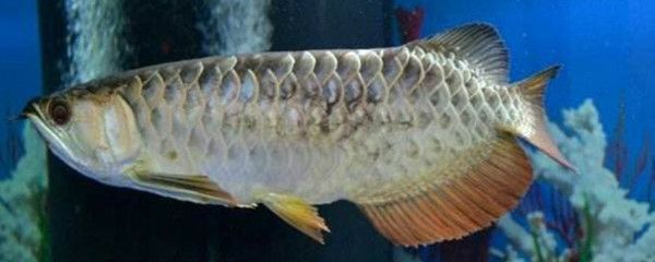 龍魚體色發黑什么原因：龍魚體色發黑可能是由于疾病、水質問題、水質問題的發生