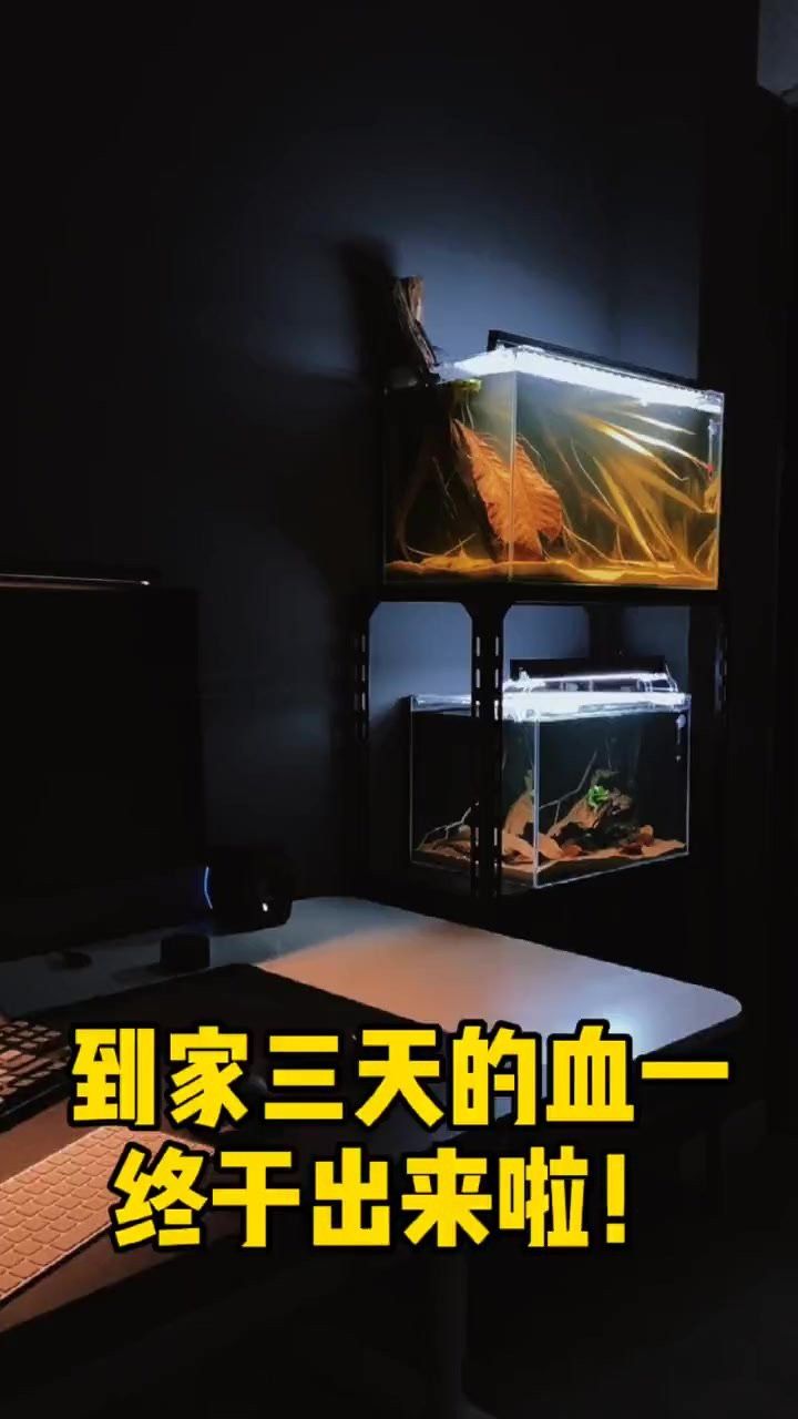 彩虹雷龍趴缸一般持續多久？