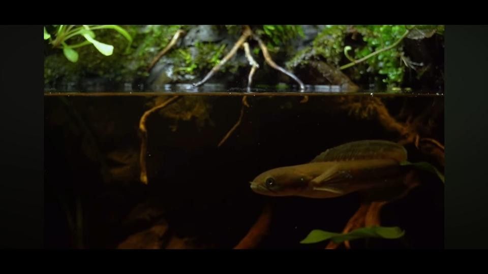 龍魚缸造景需要哪些步驟？