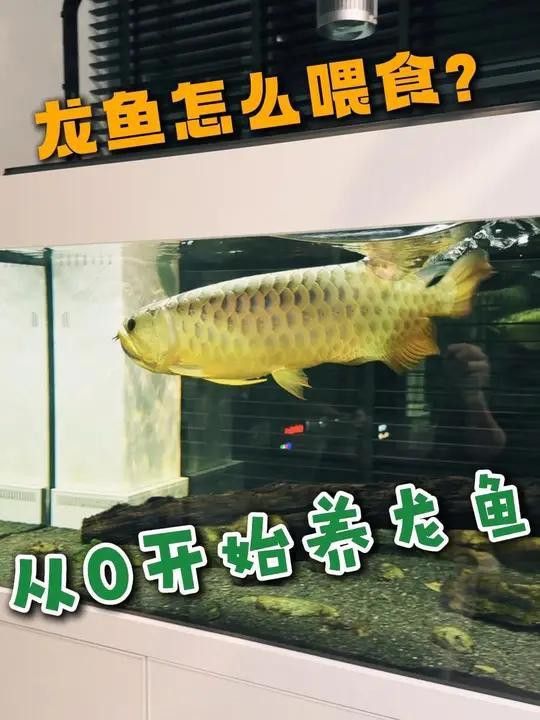 金龍魚吃什么品牌的飼料好？