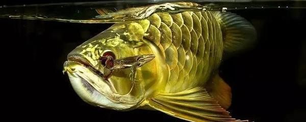 龍魚是什么？