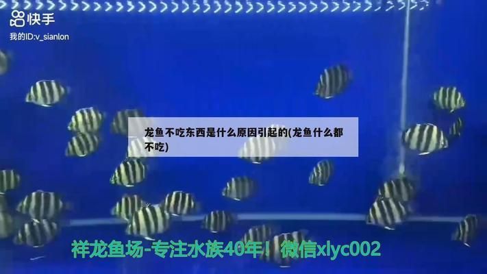 龍魚不吃飯怎么回事：龍魚不吃東西可能由多種因素引起