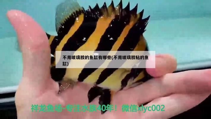 龍魚黑水素什么品牌好：選擇合適的龍魚黑水素品牌