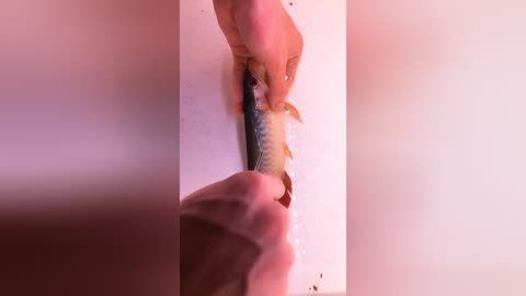龍魚寄生蟲表現什么：龍魚寄生蟲的一些常見表現