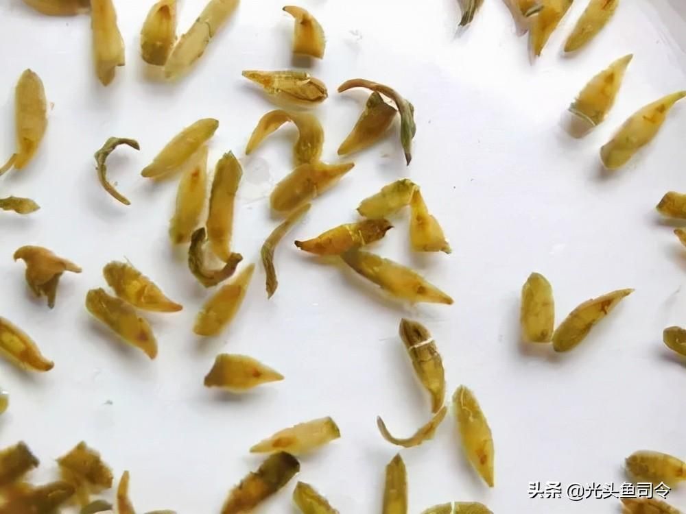 龍魚腮蟲（龍魚腮蟲可能指的是寄生在龍魚鰓部的寄生蟲會對健康產生負面影響）