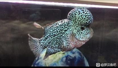 龍魚抱卵癥狀表現：龍魚在繁殖期間的一些癥狀表現可以幫助我們了解它們是否正在抱卵