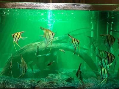 龍魚鉆石眼是什么樣子：鉆石眼龍魚，神秘水域中的璀璨王者