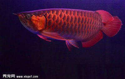 觀賞魚(yú)金龍魚(yú)喂什么發(fā)色好（如何通過(guò)飲食來(lái)促進(jìn)金龍魚(yú)發(fā)色）