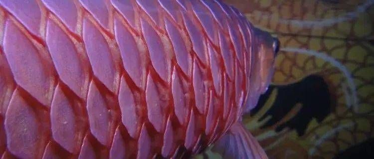 龍魚麻醉劑燒鱗怎么辦啊（如何處理龍魚麻醉劑燒鱗）