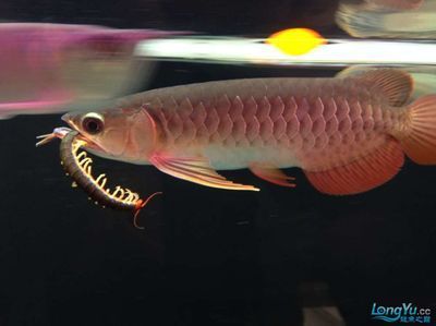 金龍魚吃蜈蚣有什么好處：金龍魚吃蜈蚣可以帶來一些好處