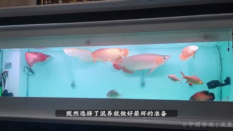 混養龍魚需要多長時間磨合