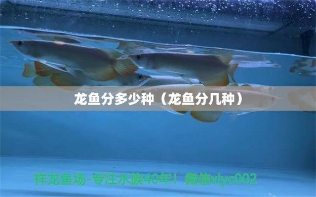 龍魚的主要品種有哪些（幾種常見的龍魚品種）