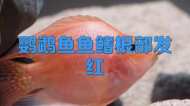 迷你鸚鵡魚鰭根部充血多久會好 龍魚百科 第4張 迷你鸚鵡魚鰭根部充血多久會好 迷你鸚鵡魚鰭根部充血多久會好 龍魚百科 第4張