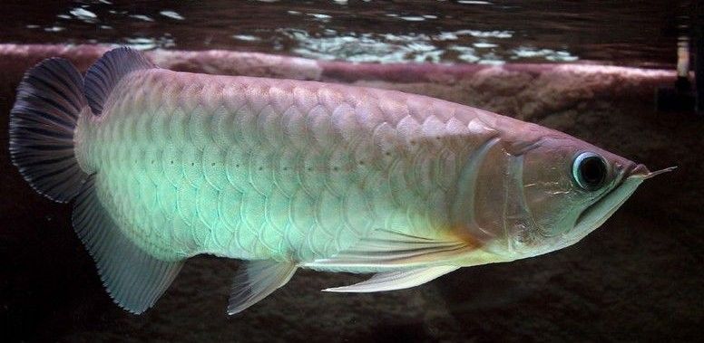 青金龍魚價(jià)格多少錢一條圖片 青金龍魚價(jià)格多少錢一條圖片 龍魚百科 第6張
