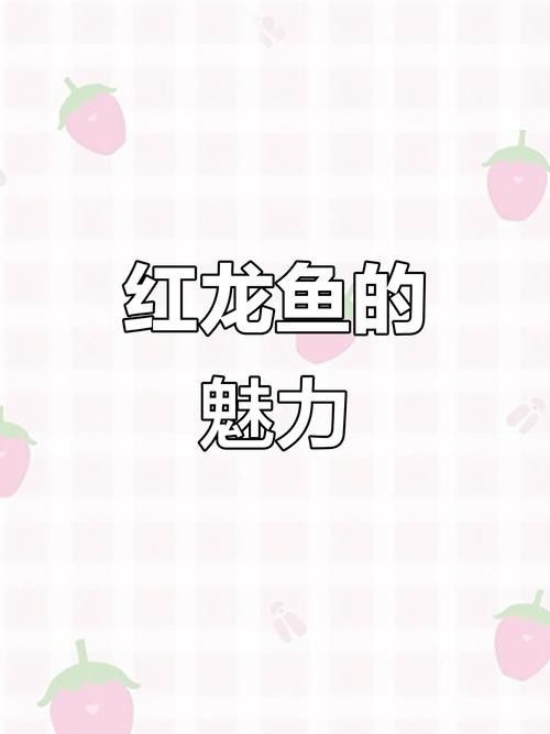 極品辣椒紅龍魚圖片