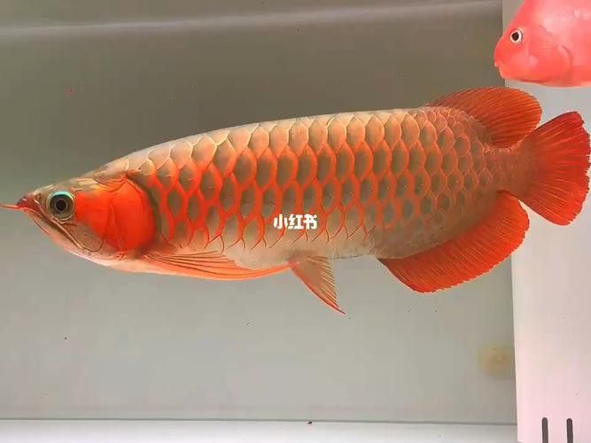 極品辣椒紅龍魚圖片