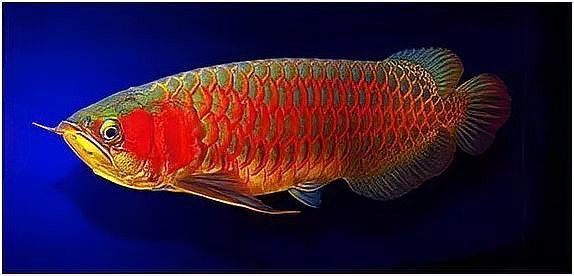 極品辣椒紅龍魚圖片