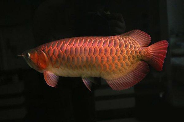 極品辣椒紅龍魚圖片