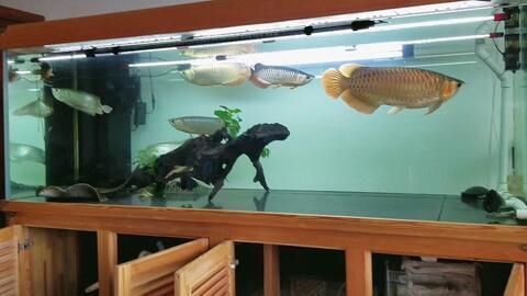 紅龍魚(yú)年齡怎么看好壞啊視頻（紅龍魚(yú)年齡怎么看好壞啊視頻教程）