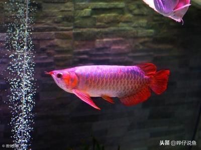 如何讓紅龍魚更紅一些（如何讓紅龍魚更加艷麗）