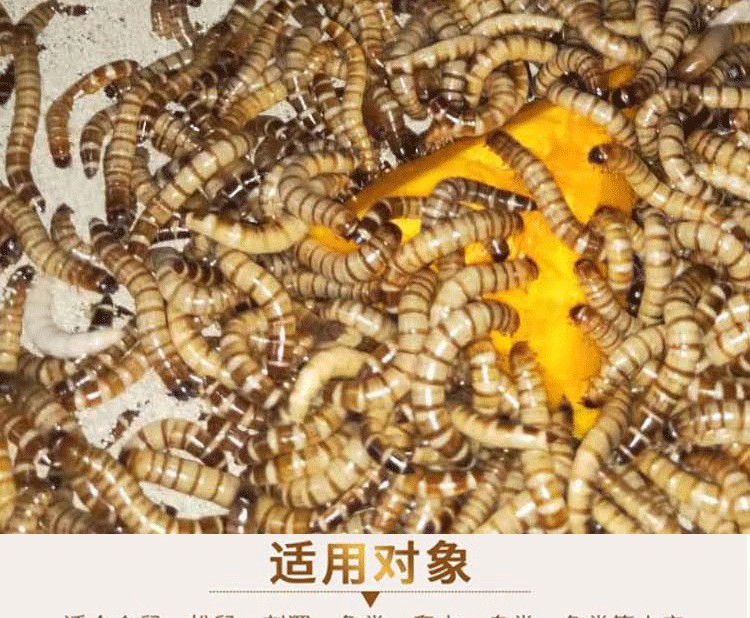 金龍魚 大麥蟲【金龍魚吃大麥蟲嗎金龍魚和大麥蟲的關系是什么關系】