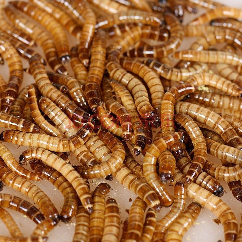 金龍魚 大麥蟲【金龍魚吃大麥蟲嗎金龍魚和大麥蟲的關系是什么關系】