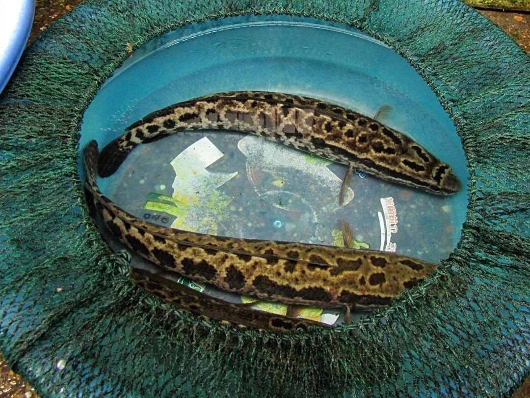 黑魚 魚缸 龍魚能養(yǎng)嗎：黑魚和龍魚在養(yǎng)殖上的注意事項(xiàng)