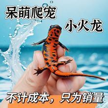 火龍魚是清道夫嗎還是海魚