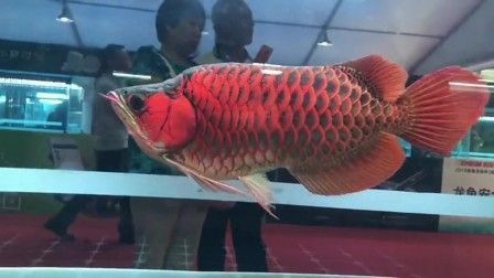龍魚怕紅顏色為什么：龍魚對(duì)紅色的反應(yīng)可能是出于對(duì)其象征著危險(xiǎn)的認(rèn)知