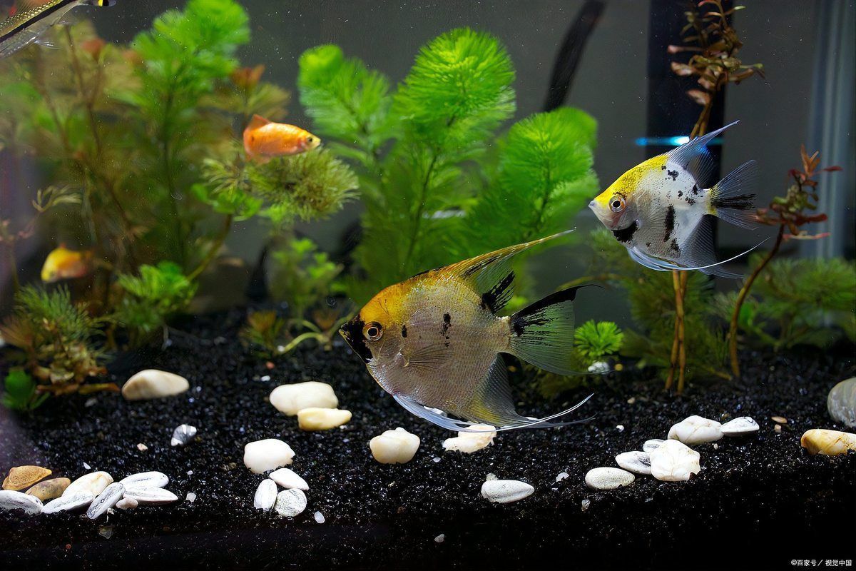 金龍魚突然在缸底不動的原因分析及處理方法詳解