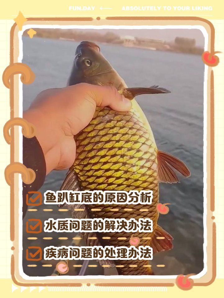 金龍魚突然在缸底不動的原因分析及處理方法詳解