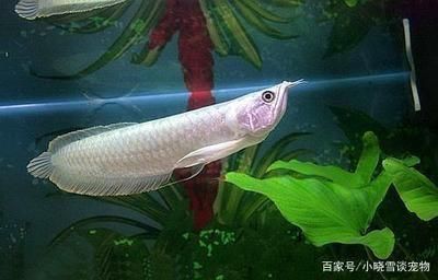 龍魚最多可以養幾條啊：龍魚最多可以養幾條