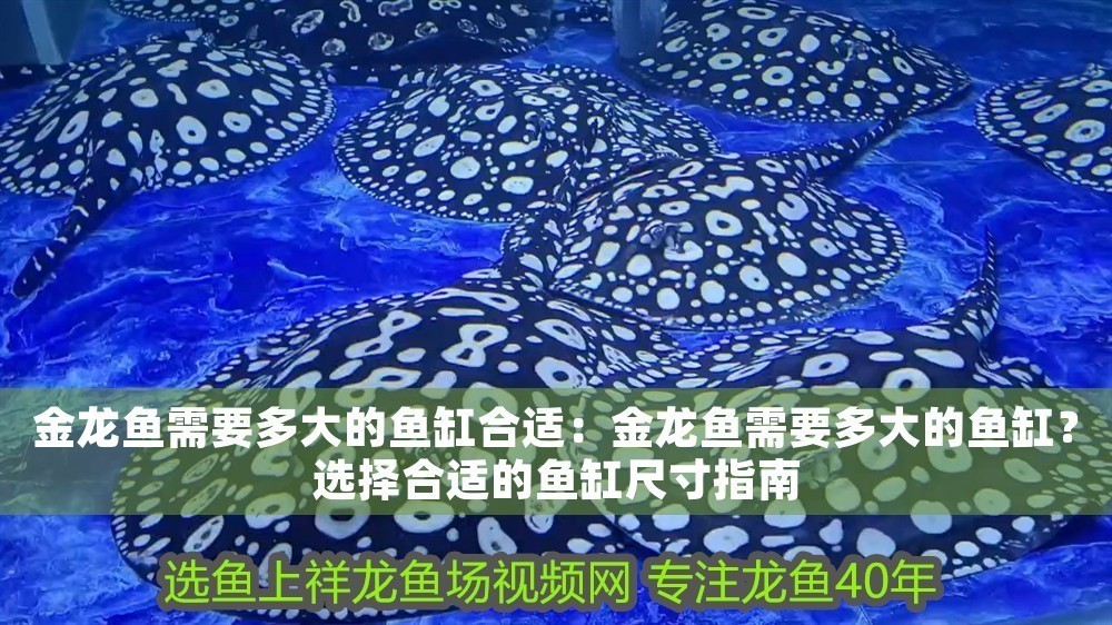 金龍魚需要多大的魚缸合適：金龍魚需要多大的魚缸？選擇合適的魚缸尺寸指南