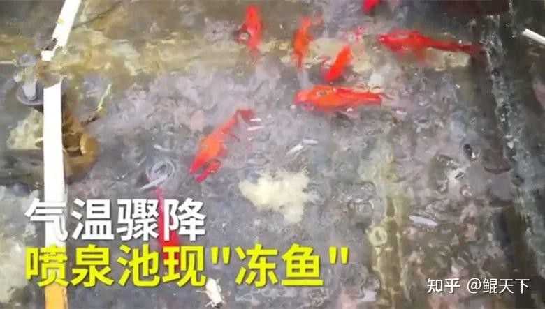 虎皮恐龍魚冬天要加溫嗎為什么不冬眠