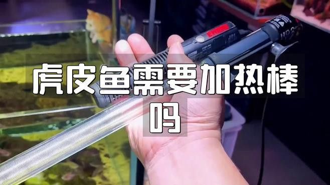 虎皮恐龍魚冬天要加溫嗎為什么不冬眠
