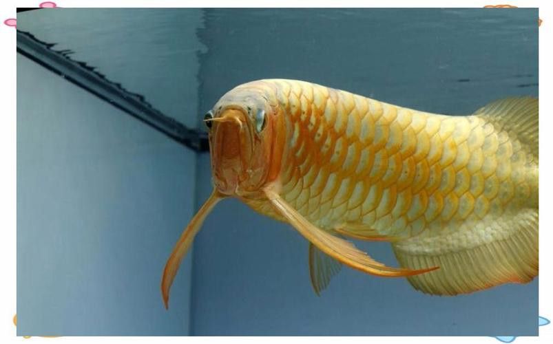 十大紅龍魚品牌圖片及名稱及價格介紹 十大紅龍魚品牌圖片及名稱及價格介紹 龍魚百科 第18張