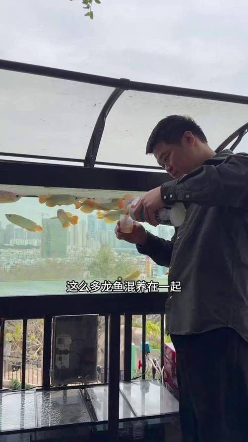 紅金龍魚喂食量如何控制