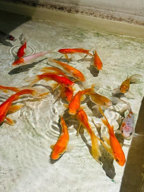 紅金龍魚喂食量如何控制