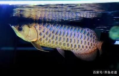 紅龍魚長白毛怎么回事（紅龍魚身上長白毛了怎么辦？）